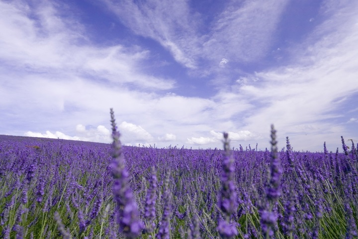 PurpleLavender——法國(guó)洗護(hù)品牌，加盟開啟甜蜜事業(yè)